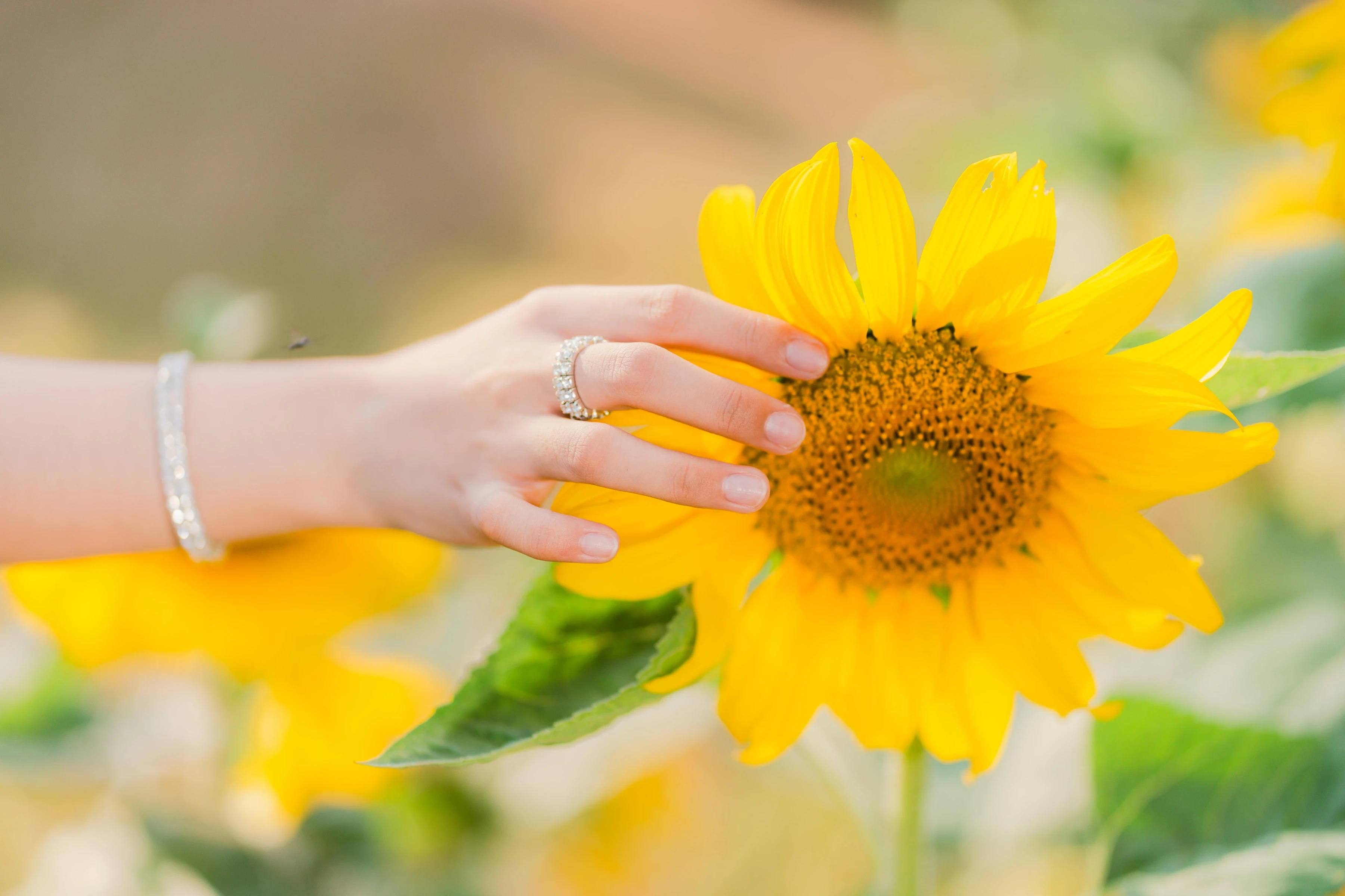 Fingers resting on a bright sunflower